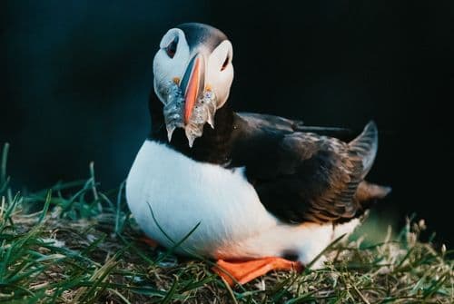 photo of a puffin
